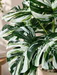 Artificial Monstera Plant | Green-White Leaves | 50 cm | 12 Leaves | With Basic Pot