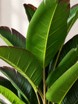 Artificial Birds of Paradise Plant | 21 Leaves | Red and Green | 70 cm | With Basic Black Pot