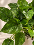 Artificial Money Plant | Green Leaves | 35 cm | 36 Leaves | With Basic Black Pot