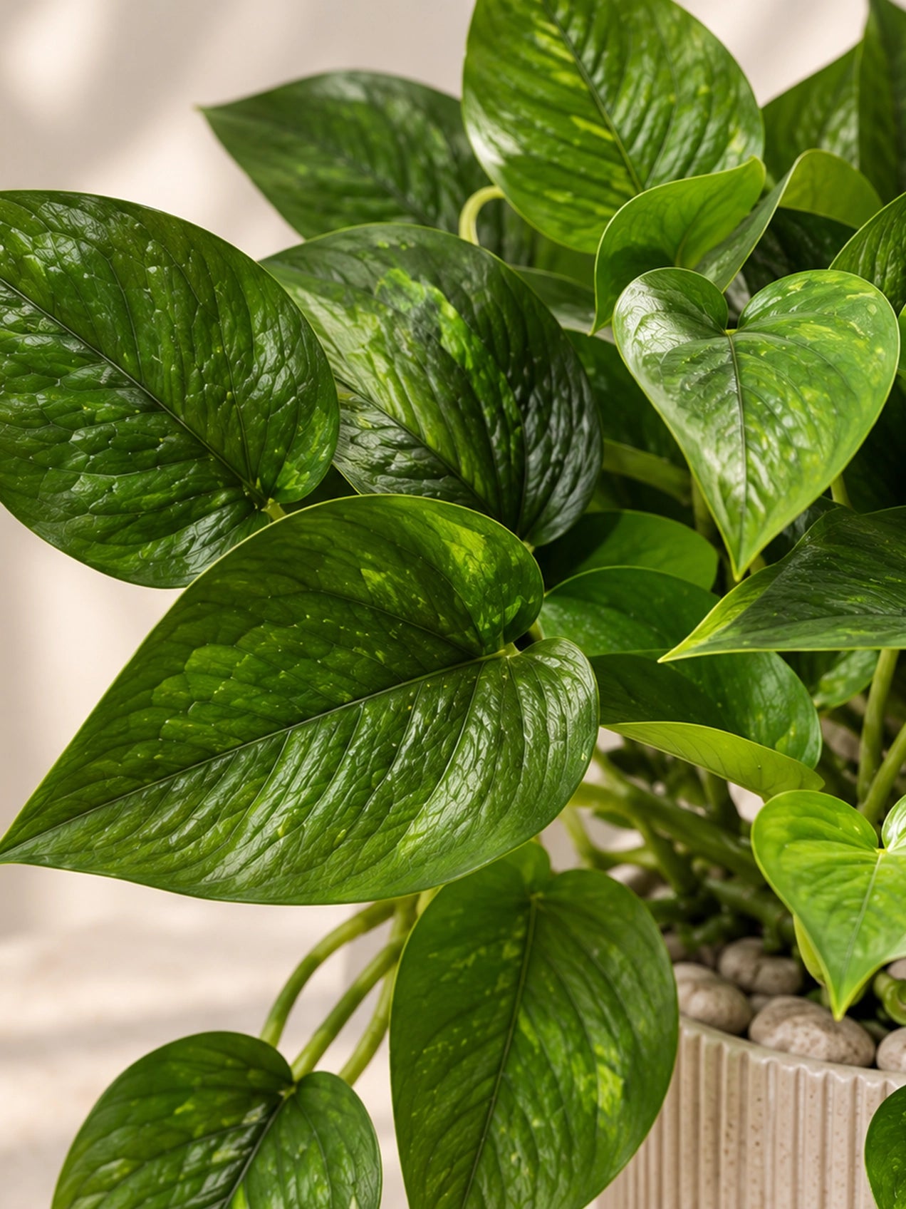 Artificial Money Plant | Green Leaves | 35 cm | 36 Leaves | With Basic Black Pot