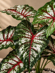 Artificial Caladium Plant | Green, Pink & White Patterned Leaves | 52 cm | 12 Leaves | With Basic Black Pot