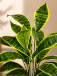 Artificial Snake Plant | 66 cm | 26 Leaves | With Basic Pot