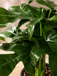 Artificial Tabletop Plant | Green | 25 cm | Ceramic Pot
