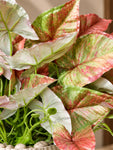 Boho Bliss Artificial Caladium Plant | Green & Orange Patterned Leaves | 35 cm | With Basic Black Pot