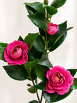Artificial Rose Stick | Dark Pink | 95 cm