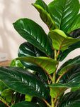 Artificial Fiddle-Leaf Fig Plant | 90 cm | 33 Leaves | With Basic Pot