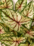 Boho Bliss Artificial Caladium Plant | Lime Green & Red Patterned Leaves | 35 cm | With Basic Black Pot
