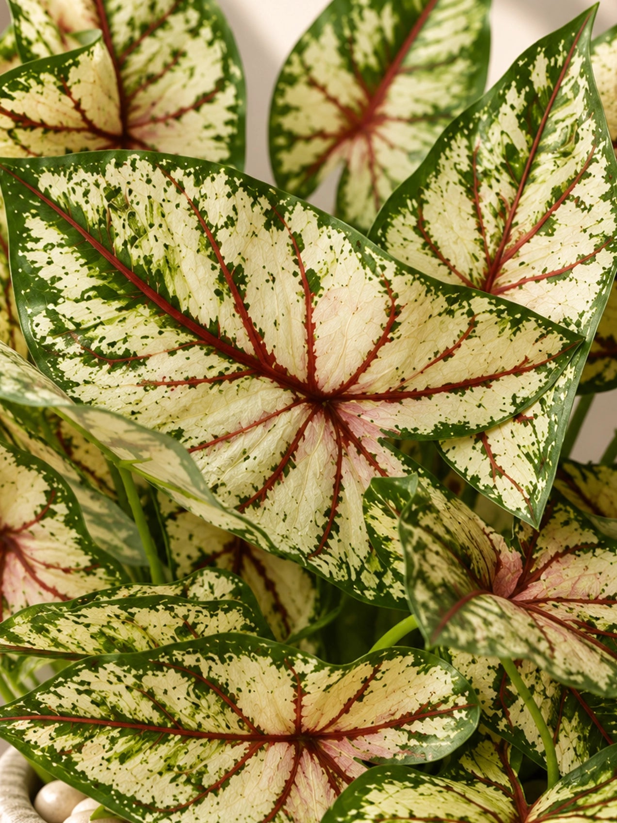 Boho Bliss Artificial Caladium Plant | Lime Green & Red Patterned Leaves | 35 cm | With Basic Black Pot