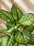 Artificial Calathea Orbifolia Plant | 50 cm | 12 Leaves | With Basic Pot