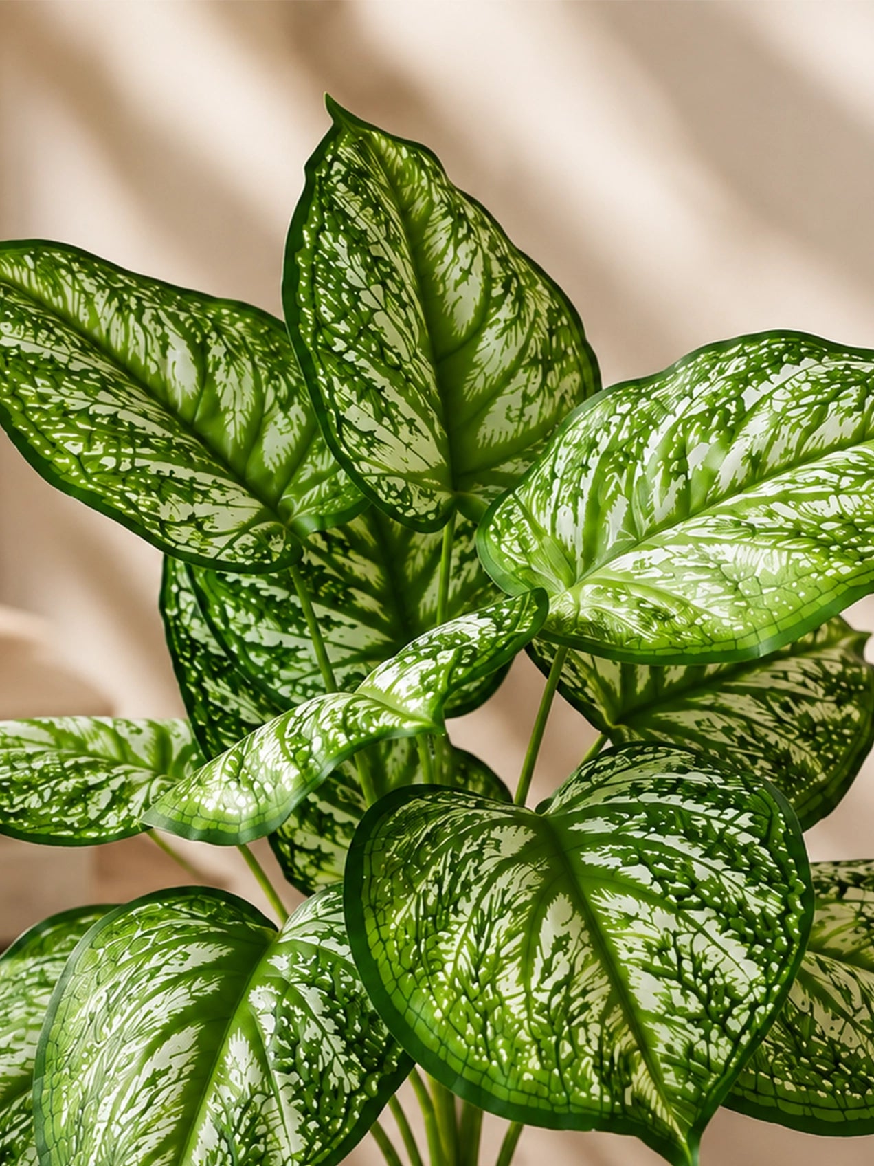Artificial Calathea Orbifolia Plant | 50 cm | 12 Leaves | With Basic Pot