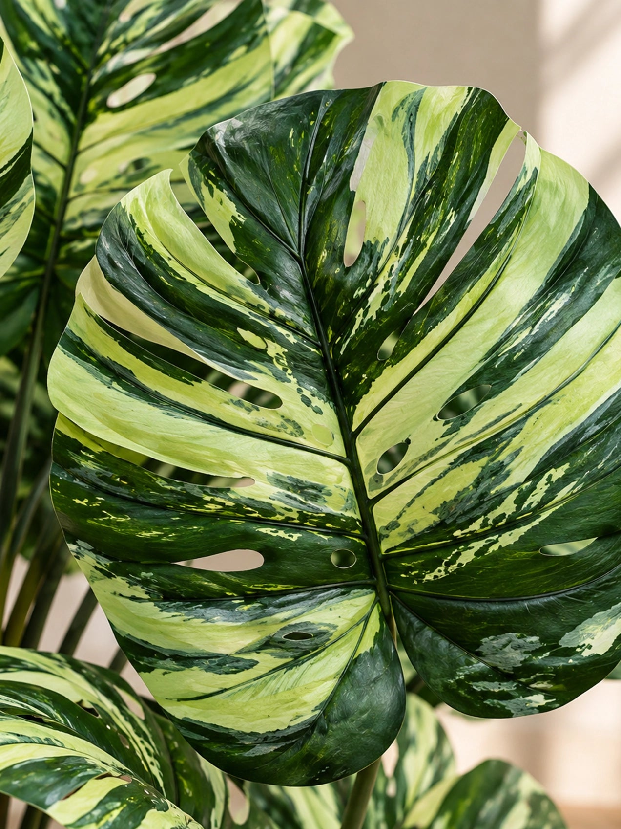 Artificial Monstera Tree Plant | Green Mix Leaves | 123 cm | 11 Leaves | With Basic Pot