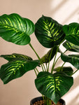 Artificial Philodendron Plant | Green & Yellow Leaves | 50 cm | 12 Leaves | With Basic Black Pot