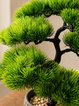 Bonsai Plant | 43 cm | Pointed Leaves | With Black Pot