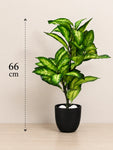 Artificial Dieffenbachia Seguine Plant | 66 cm | 15 Leaves | With Basic Pot
