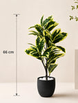 Artificial Pisonia Alba Plant | 66 cm | 30 Leaves | With Basic Pot