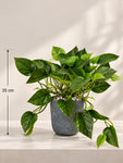 Artificial Money Plant | Green Leaves | 35 cm | 36 Leaves | With Basic Black Pot