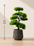 Bonsai Plant | 43 cm | Pointed Leaves | With Black Pot