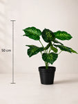 Artificial Philodendron Plant | Green & Yellow Leaves | 50 cm | 12 Leaves | With Basic Black Pot