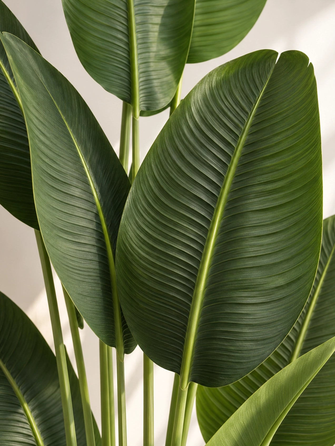 Artificial Banana Plant | 155 cm | With Basic Black Pot