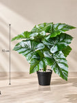 Artificial Caladium Plant | Green & White Leaves | 52 cm | 12 Leaves | With Basic Pot