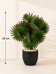 Artificial Fan Palm Plant | Patterned Green & Red Leaves | 52 cm | 12 Leaves | With Basic Black Pot