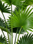 Artificial Fern Palm Plant | 150 cm | 6 Leaves