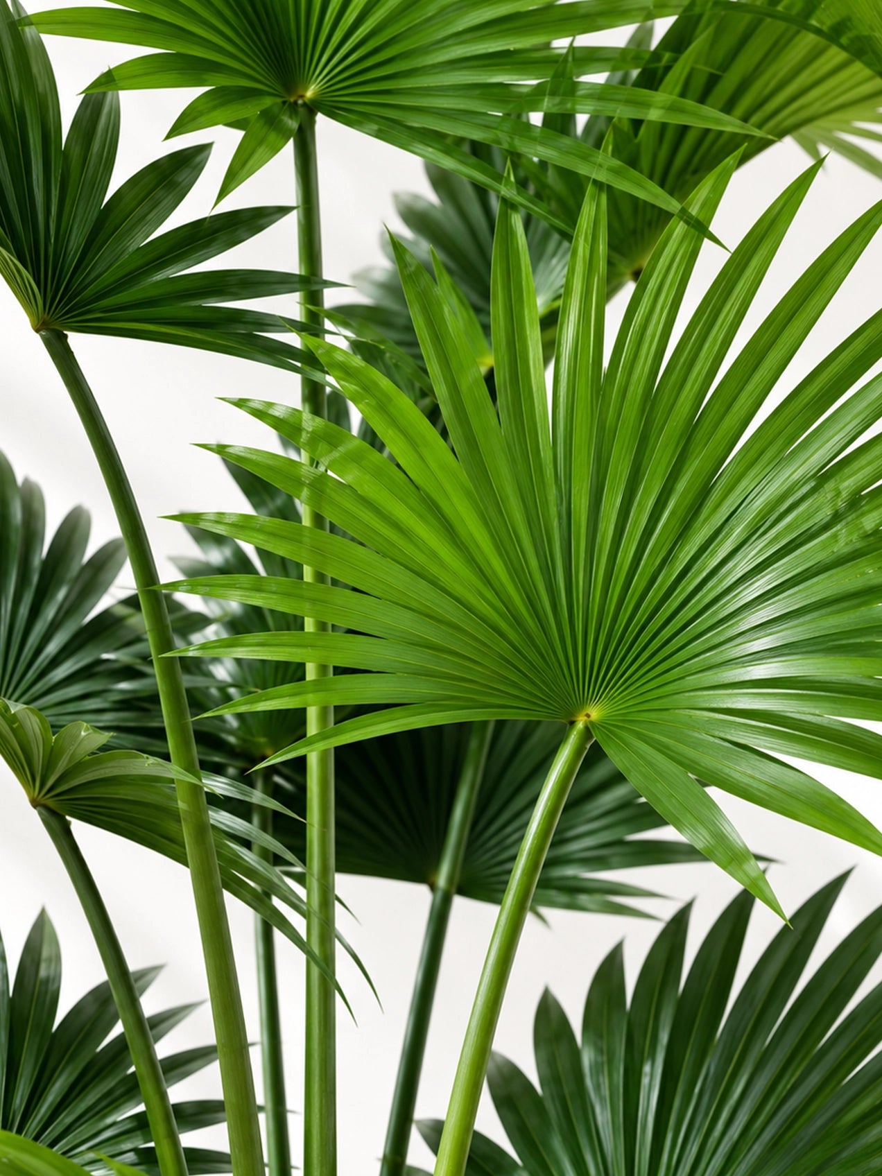 Artificial Fern Palm Plant | 150 cm | 6 Leaves
