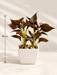 Artificial Money Plant Succulent | Maroon | 18 cm | With Basic Black Pot