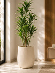 Ribbed Large Planter | Off White | 36 cm