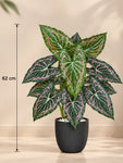 Artificial Web-Pattern Caladium Plant | 62 cm | 12 Leaves | With Basic Pot
