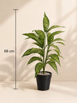 Artificial Ivory White Croton Plant | 74 cm | 26 Leaves | With Basic Pot