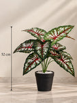 Artificial Caladium Plant | Green, Pink & White Patterned Leaves | 52 cm | 12 Leaves | With Basic Black Pot