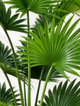 Artificial Fern Palm Plant | 180 cm | 9 Leaves