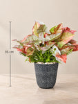 Boho Bliss Artificial Caladium Plant | Green & Orange Patterned Leaves | 35 cm | With Basic Black Pot