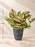 Boho Bliss Artificial Caladium Plant | Lime Green & Red Patterned Leaves | 35 cm | With Basic Black Pot