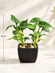 Artificial Money Plant Succulent | Small Green Leaves | 18 cm | With Basic Black Pot