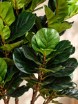 Artificial Fiddle Leaf Plant | 150 cm | 135 Leaves
