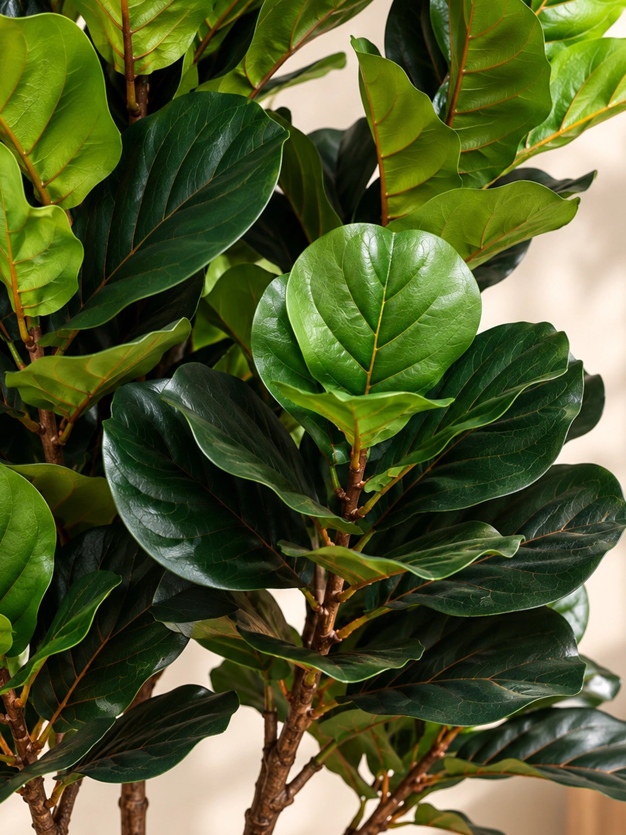 Artificial Fiddle Leaf Plant | 150 cm | 135 Leaves