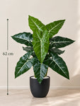 Artificial White-Veined Caladium Plant | 62 cm | 12 Leaves | With Basic Pot