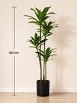 Premium Artificial Dracaena Plant | 140 cm | Green Stem Design | With Basic Pot