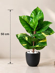 Artificial Dieffenbachia Honeydew Plant | 50 cm | 11 Leaves | With Basic Black Pot