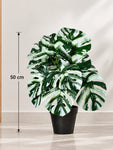 Artificial Monstera Plant | Green-White Leaves | 50 cm | 12 Leaves | With Basic Pot