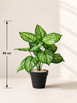 Artificial Calathea Orbifolia Plant | 50 cm | 12 Leaves | With Basic Pot