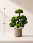 Bonsai Plant | 43 cm | Small Leaves | With Black Pot