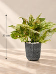 Boho Bliss Artificial Caladium Plant | Mixed Green Patterned Leaves | 35 cm | 36 Leaves | With Basic Black Pot
