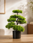Bonsai Plant | 43 cm | Pointed Leaves | With Black Pot