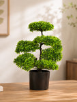 Bonsai Plant | 43 cm | Small Leaves | With Black Pot
