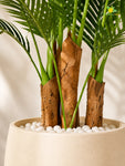Artificial Areca Palm Plant | 120 cm | 13 Leaves | With Basic Pot