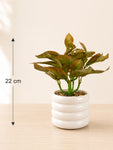 Artificial Tabletop Plant | Light Green | 22 cm