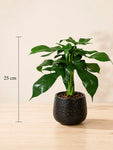 Artificial Tabletop Plant | Green | 25 cm | Ceramic Pot